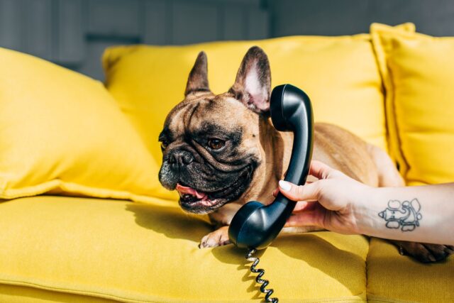 Regal.ai’s voice AI breaks the mould with ‘AI Dog Hotline’ and ‘Voice of AI’